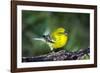 Pine Warbler-Gary Carter-Framed Photographic Print