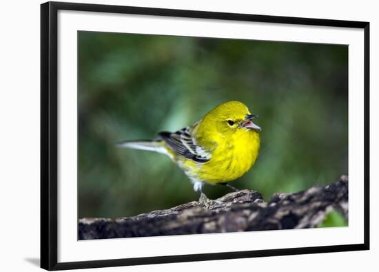 Pine Warbler-Gary Carter-Framed Photographic Print