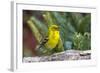 Pine Warbler-Gary Carter-Framed Photographic Print