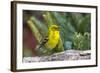 Pine Warbler-Gary Carter-Framed Photographic Print