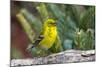 Pine Warbler-Gary Carter-Mounted Photographic Print