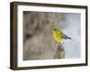 Pine Warbler-Gary Carter-Framed Photographic Print