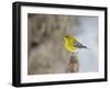 Pine Warbler-Gary Carter-Framed Photographic Print