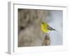 Pine Warbler-Gary Carter-Framed Photographic Print