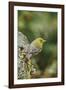 Pine Warbler-Gary Carter-Framed Photographic Print