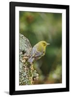 Pine Warbler-Gary Carter-Framed Photographic Print