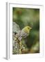 Pine Warbler-Gary Carter-Framed Photographic Print