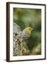 Pine Warbler-Gary Carter-Framed Photographic Print