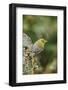 Pine Warbler-Gary Carter-Framed Photographic Print