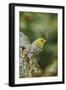 Pine Warbler-Gary Carter-Framed Photographic Print