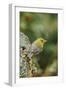 Pine Warbler-Gary Carter-Framed Photographic Print