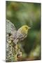 Pine Warbler-Gary Carter-Mounted Photographic Print