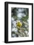 Pine Warbler-Gary Carter-Framed Photographic Print