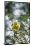 Pine Warbler-Gary Carter-Mounted Photographic Print