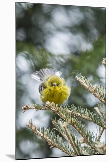 Pine Warbler-Gary Carter-Mounted Photographic Print
