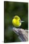 Pine Warbler-Gary Carter-Stretched Canvas