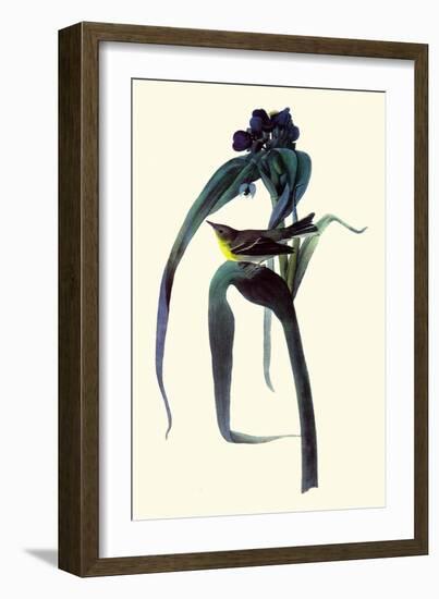 Pine Warbler-John James Audubon-Framed Giclee Print