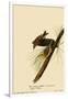 Pine Warblers-John James Audubon-Framed Giclee Print