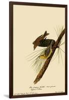 Pine Warblers-John James Audubon-Framed Giclee Print