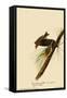 Pine Warblers-John James Audubon-Framed Stretched Canvas