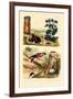 Pine Weevil, 1833-39-null-Framed Giclee Print