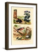 Pine Weevil, 1833-39-null-Framed Giclee Print