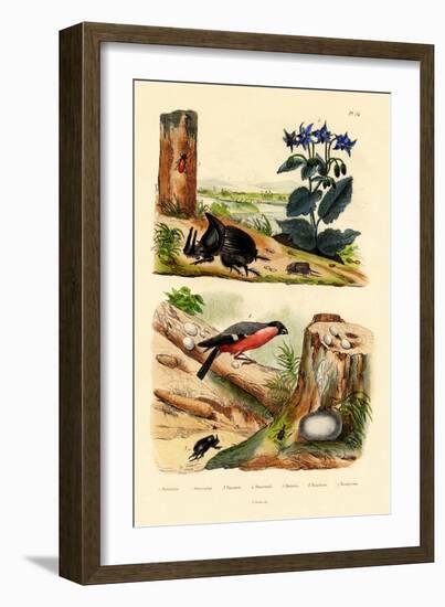 Pine Weevil, 1833-39-null-Framed Giclee Print