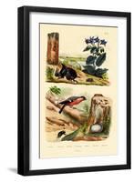 Pine Weevil, 1833-39-null-Framed Giclee Print