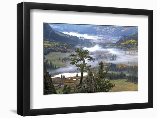 Pine with a View-Phillip Mueller-Framed Art Print