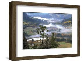 Pine with a View-Phillip Mueller-Framed Art Print