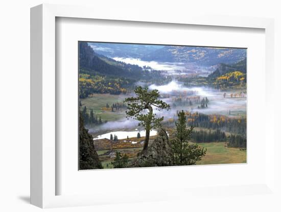 Pine with a View-Phillip Mueller-Framed Art Print