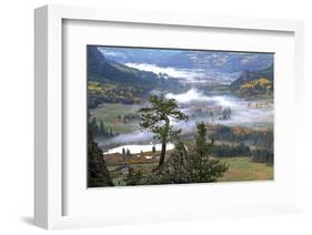 Pine with a View-Phillip Mueller-Framed Art Print