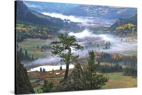 Pine with a View-Phillip Mueller-Stretched Canvas