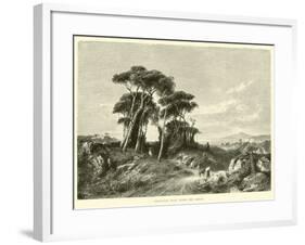 Pine-Wood Near Torre Del Greco-null-Framed Giclee Print