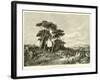 Pine-Wood Near Torre Del Greco-null-Framed Giclee Print