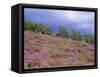 Pine Woodland and Heather, Abernethy RSPB Reserve, Cairngorms National Park, Scotland, UK-Pete Cairns-Framed Stretched Canvas