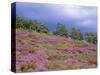 Pine Woodland and Heather, Abernethy RSPB Reserve, Cairngorms National Park, Scotland, UK-Pete Cairns-Stretched Canvas