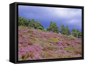 Pine Woodland and Heather, Abernethy RSPB Reserve, Cairngorms National Park, Scotland, UK-Pete Cairns-Framed Stretched Canvas