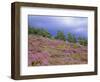 Pine Woodland and Heather, Abernethy RSPB Reserve, Cairngorms National Park, Scotland, UK-Pete Cairns-Framed Premium Photographic Print