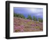 Pine Woodland and Heather, Abernethy RSPB Reserve, Cairngorms National Park, Scotland, UK-Pete Cairns-Framed Premium Photographic Print