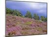 Pine Woodland and Heather, Abernethy RSPB Reserve, Cairngorms National Park, Scotland, UK-Pete Cairns-Mounted Premium Photographic Print