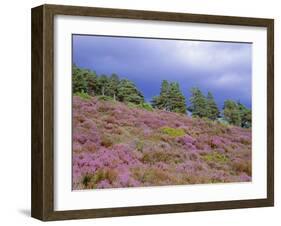 Pine Woodland and Heather, Abernethy RSPB Reserve, Cairngorms National Park, Scotland, UK-Pete Cairns-Framed Photographic Print