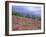 Pine Woodland and Heather, Abernethy RSPB Reserve, Cairngorms National Park, Scotland, UK-Pete Cairns-Framed Photographic Print