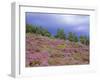 Pine Woodland and Heather, Abernethy RSPB Reserve, Cairngorms National Park, Scotland, UK-Pete Cairns-Framed Photographic Print