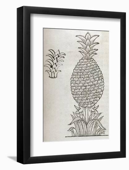 Pineapple, 16th Century Artwork-Middle Temple Library-Framed Photographic Print