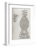 Pineapple, 16th Century Artwork-Middle Temple Library-Framed Photographic Print