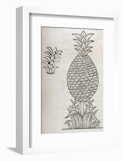 Pineapple, 16th Century Artwork-Middle Temple Library-Framed Photographic Print