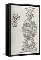 Pineapple, 16th Century Artwork-Middle Temple Library-Framed Stretched Canvas