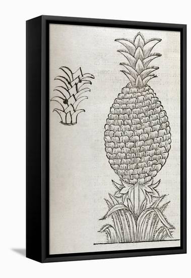 Pineapple, 16th Century Artwork-Middle Temple Library-Framed Stretched Canvas