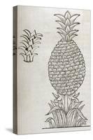 Pineapple, 16th Century Artwork-Middle Temple Library-Stretched Canvas